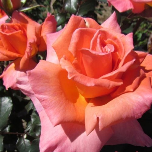 Gärtnerei - Rosa My nan™ - rosa - teehybriden-edelrosen - diskret duftend - John Ford - -